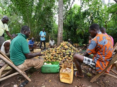 La récolte sur une plantation de cacao de M'brimbo, le 19 avril 2021 - Issouf SANOGO [AFP]