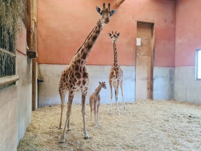 Malia, girafon femelle, est née le 8 mai dernier.
