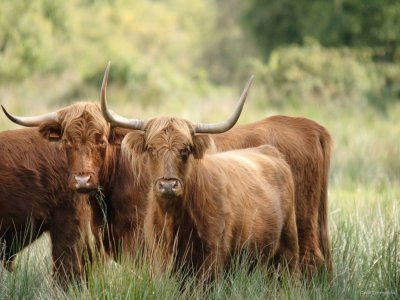 Les Highland cattle, race bovine rustique, contribuent à l'entretien des prairies humides. - D.Commenchal