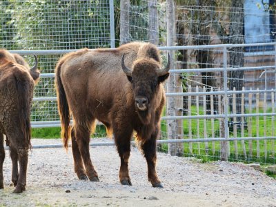 Après les bisons américains, ce sont des bisons européens qui viennent d'arriver au parc. Ils sont installés à proximité des lodges où les visiteurs peuvent passer la nuit. - Parc animalier d'Ecouves