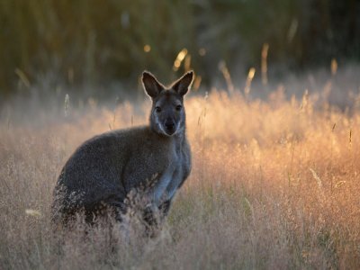 Les émeus et les kangourous, originaires du même continent, partagent un même enclos. - Parc animalier d'Ecouves