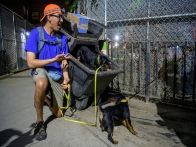 Alex Middleton, dresseur de chiens et membre de l'association R.A.T.S, laisse son chien fouiller les poubelles à la recherche de rats, le 14 mai 2021 à New York - Angela Weiss [AFP]