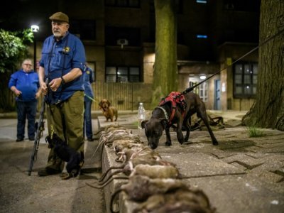 Des membres de l'association R.A.T.S près des rats que leurs chiens ont attrapés et tués, le 14 mai 2021 à New York - Angela Weiss [AFP]