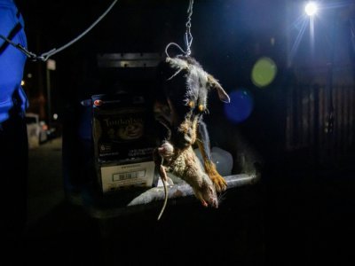 Le chien terrier Rommel tient un rat mort dans sa gueule après l'avoir attrapé dans une poubelle de Manhattan, le 14 mai 2021 à New York - Angela Weiss [AFP]