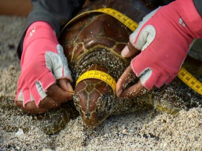 Un garde du parc national des Galapagos prend des mesures d'une tortue de mer, le 14 avril 2021 sur l'île Floreana - Rodrigo BUENDIA [AFP]