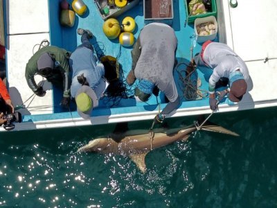 Des gardes du Parc national des Galapagos attrapent un requin, le 17 avril 2021 sur l'île de Santa Cruz - RODRIGO BUENDIA [AFP]