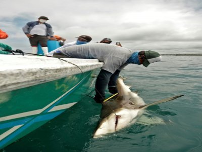 Un garde du Parc national des Galapagos attrape un requin, le 17 avril 2021 sur l'île de Santa Cruz - RODRIGO BUENDIA [AFP]