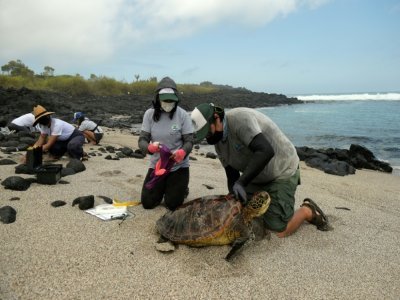 Des gardes du Parc national des Galapagos examinent une tortue de mer, le 14 avril 2021 sur l'île Floreana - Rodrigo BUENDIA [AFP]