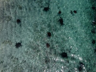 Vue aérienne de tortues de mer aux Galapagos, le 14 avril 2021 - Rodrigo BUENDIA [AFP]