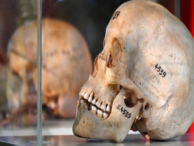 Deux crânes de victimes présumées du génocide opéré par les troupes allemandes en Namibie au début du XXe siècle sont exposés dans une église à Berlin, le 29 août 2018 - John MACDOUGALL [AFP/Archives]