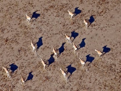 Des antilopes saïga sur une plaine près d'Almaty, au Kazakhstan, le 7 novembre 2010. - ANATOLY USTINENKO [AFP/Archives]