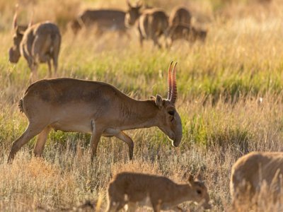 Des antilopes saïga dans une prairie près d'Almaty, au Kazakhstan - Abduaziz MADYAROV [AFP/Archives]