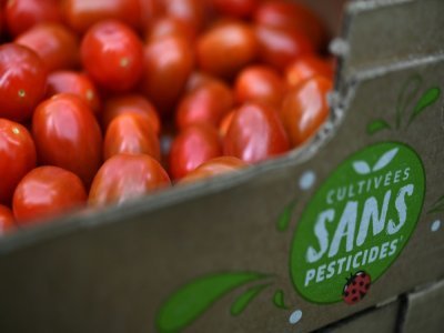 Des tomates cerises produites sans pesticides grâce à la protection offerte par les insectes, dans une ferme adhérente de la coopérative Savéol à Gouesnou, en Bretagne, le 18 mai 2021 - Fred TANNEAU [AFP/Archives]