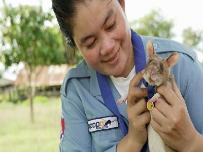 Photo non datée de Magawa, un rat africain géant détecteur de mines au Cambodge, fournie le 25 septembre 2020 par l'association britannique de protection des animaux PDSA qui lui a décerné une médaille d'or pour sa bravoure - Handout [PDSA/AFP/Archives]