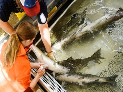 Un technicien de l'écloserie de la Feather River à Oroville (Californie) injecte à un saumon chinook de la thiamine (vitamine B1), le 27 mai 2021 - Patrick T. FALLON [AFP]