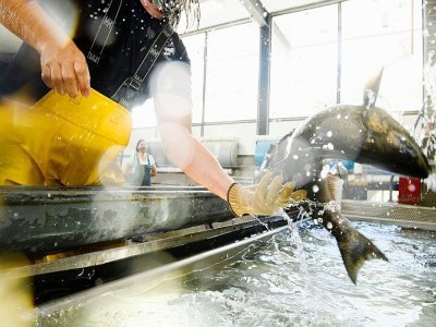 Un saumon chinook se débat dans le bassin de l'écloserie de la Feather River, à Oroville (Californie), où un technicien s'apprête à le marquer et à lui injecter de la vitamine B1 - Patrick T. FALLON [AFP]