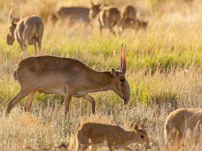 Des antilopes saïgas dans la steppe près d'Almaty, le 28 mai 2021 au Kazakhstan - Abduaziz MADYAROV [AFP/Archives]