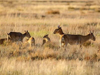 Des antilopes saïgas et leurs petits dans la steppe près d'Almaty, le 28 mai 2021 au Kazakhstan - Abduaziz MADYAROV [AFP/Archives]