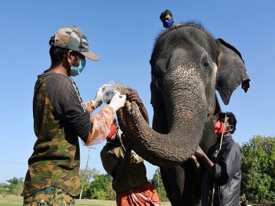 Des vétérinaires effectuent un prélèvement sur un éléphant captif pour un dépistage au Covid-19le 8 juin 2021 au Camp d'éléphants de Theppakadu, au Tamil Nadu, dans le sud de l'Inde - - [AFP]