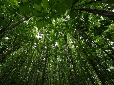 Une partie régénérée de la forêt classée de la Téné, dans le Sud-Ouest de la Côte d'Ivoire, le 19 mai 2021 - Issouf SANOGO [AFP]