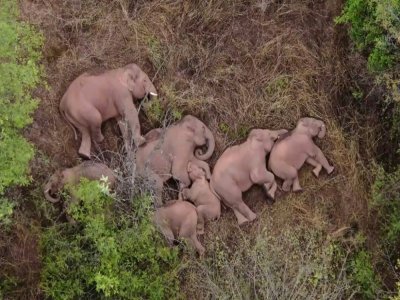Image tirée d'une vidéo diffusée le 7 juin 2021 par la télévision chinoise CCTV d'un groupe d'éléphants sauvages se reposant dans une forêt près de Kunming, dans le sud-ouest de la Chine, après s'être échappés d'une réserve - - [CCTV/AFP/Archives]
