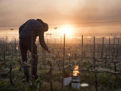 Un viticulteur vérifie les bourgeons de vigne le 12 avril 2021 au Landreau, près de Nantes, en pleine période de gel tardif - Sebastien SALOM-GOMIS [AFP/Archives]