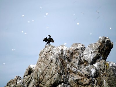 Un cormoran sur l'île bretonne de Rouzic, dans la réserve naturelle des Sept-Iles, le 8 juin 2021 - LOIC VENANCE [AFP]