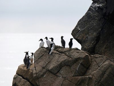 Des pingouins sur l'île bretonne de Rouzic, dans la réserve naturelle des Sept-Iles, le 8 juin 2021 - LOIC VENANCE [AFP]