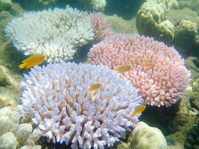 Photo fournie le 19 avril 2018 par le Centre ARC pour l'étude de la Grande Barrière de corail montrant le blanchissement de corail - GREG TORDA [ARC Centre of Excellence for Coral Reef Studies/AFP/Archives]