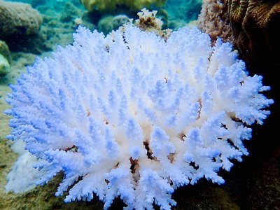 Photo fournie le 19 avril 2018 par le Centre ARC pour l'étude de la Grande Barrière de corail montrant le blanchissement de corail - GREG TORDA [ARC Centre of Excellence for Coral Reef Studies/AFP/Archives]