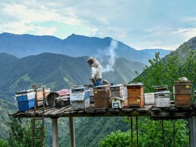 Un villageois s'occupe de ses ruches installées au milieu des plantations de thé à Ikizdere, en Turquie, le 7 juin 2021 - BULENT KILIC [AFP]