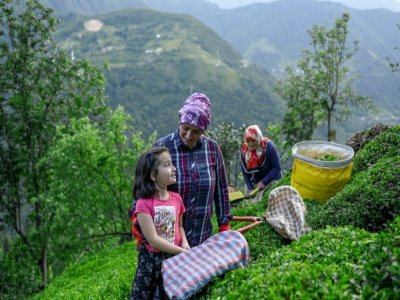 Des villageoises cueillent le thé à Ikizdere, en Turquie, le 7 juin 2021 - BULENT KILIC [AFP]