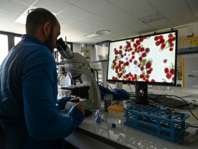 Eric Maréchal, directeur du laboratoire Physiologie cellulaire et végétale au CEA-Grenoble, regarde au microscope la microalgue "sanguina", le 18 juin 2021 - PHILIPPE DESMAZES [AFP/Archives]