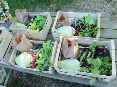 Vous pouvez commander les paniers de légumes bio des maraîchers du Londel sur 1pacte-aifst.fr. - Cassandre Dewaegeneire