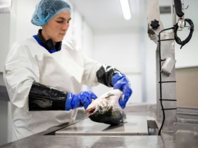 Une employée inspecte la qualité d'un saumon dans la première ferme à saumon terrestre de Norvège, à Fredrikstad, le 10 juin 2021 - Petter BERNTSEN [AFP]
