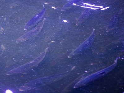 Des saumons nagent sous une lumière bleutée dans la première ferme à saumon terrestre de Norvège à Fredrikstad, le 10 juin 2021 - Petter BERNTSEN [AFP]