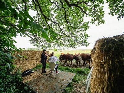 Les vaches écoutent les musiciens  Jacob Shaw (c) et Roberta Verna (g)  jouer un morceau de musique classique à Stevns, au Danemark, le 15 juin 2021 - Jonathan NACKSTRAND [AFP]