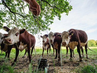 Des vaches mélomanes assistent à un concert de muisque classique dans la campagne verdoyante à Stevns (Danemark), le 15 juin 2021 - Jonathan NACKSTRAND [AFP]