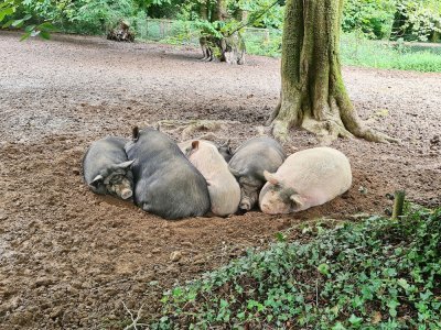 C'était l'heure de la sieste pour ces cochons du Vietnam.