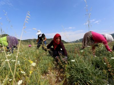 Des femmes arrachent les mauvaises herbes dans un champ de sauge à Dedaj, en Albanie, en juin 2021 - Gent SHKULLAKU [AFP]