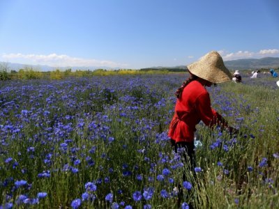 Récolte du bleuet dans le vilalge de Sheqeras, en Albanie, le 16 juin 2021 - Gent SHKULLAKU [AFP]