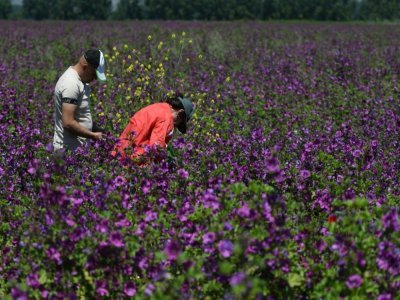 Arrachage de mauvaises herbes dans un champ de fleurs sauvages, le 16 juin 2021 à Shegeras, en Albanie - Gent SHKULLAKU [AFP]