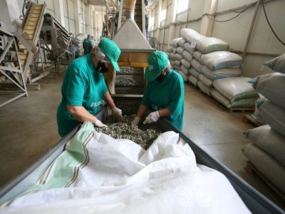 Des employées nettoient de la sauge avant son exportation, le 11 juin 2021 à Lac, en Albanie - Gent SHKULLAKU [AFP]