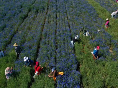 Récolte du bleuet dans le village de Sheqeras, en Albanie, en juin 2021 - Gent SHKULLAKU [AFP]