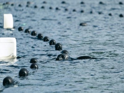 Le phoque annelé Eeva, dans le lac de Saimaa, le 8 juin 2021 en Finlande, où la pêche au filet constitue un danger - Alessandro RAMPAZZO [AFP]