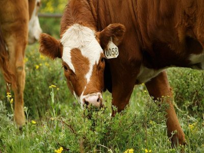 Janie VanWinkle a dû cédé 70 vaches à l'automne en prévision de la sécheresse et 35 en juin face à l'épuisement de leurs réserves de foin - Patrick T. FALLON [AFP]
