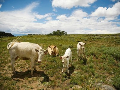 Janie VanWinkle, son mari Howard et son fils Dean possèdent environ 450 vaches - Patrick T. FALLON [AFP]