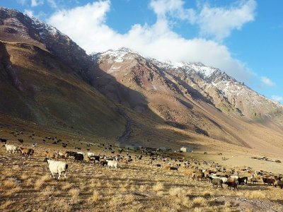 Du bétail en train de paître dans le corridor de Wakhan (Afghanistan), frontalier de la Chine, le 7 octobre 2017 - Gohar ABBAS [AFP/Archives]