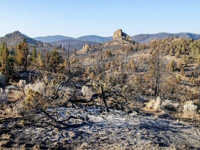 Des arbres calcinés par le Bootleg Fire, le 16 juillet 2021 à Beatty, dans l'Oregon - Payton Bruni [AFP]