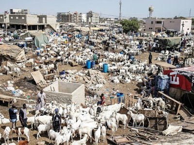 Le marché de Pikine, l'un des principaux marchés aux bestiaux de Dakar, le 7 juillet 2021. - JOHN WESSELS [AFP]